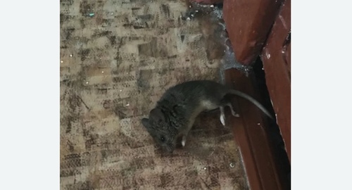 Дезинфекция от мышей в Ишимбае