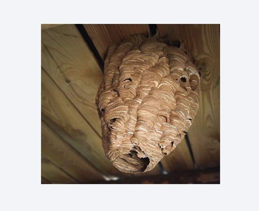 обработка от шершней в Ишимбае