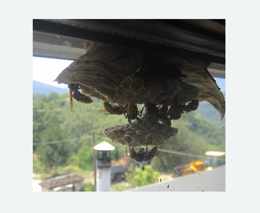 Уничтожение гнёзд шершней в Ишимбае