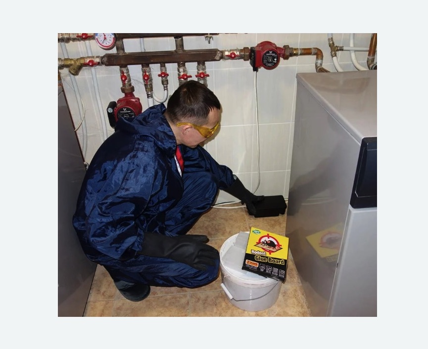 Уничтожение крыс в Ишимбае