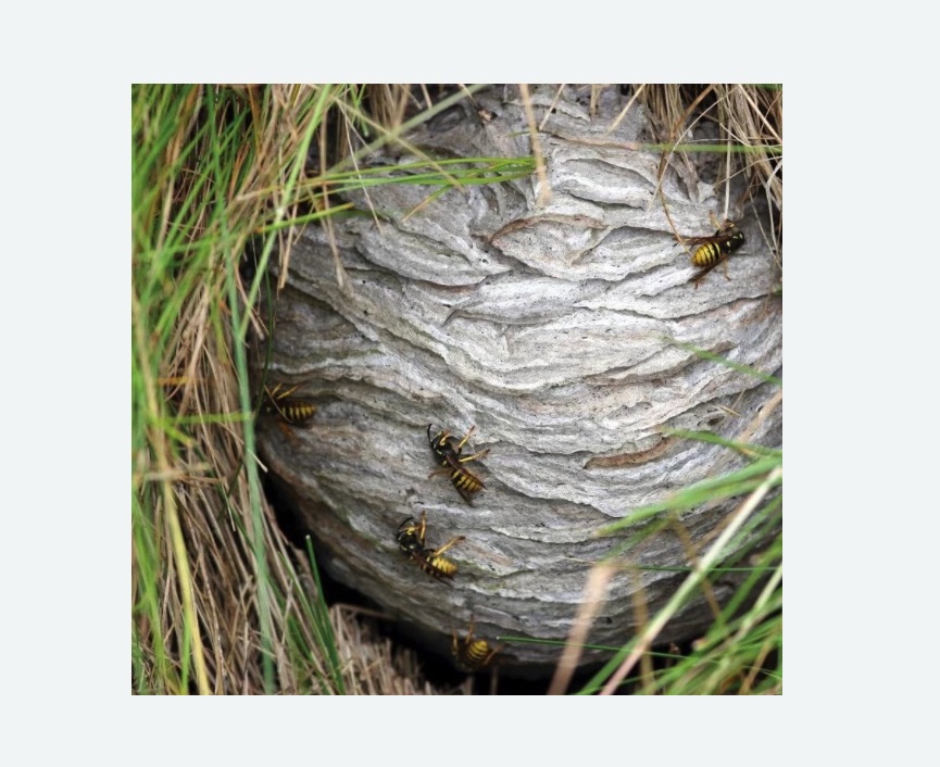 Уничтожение ос и ульев в Ишимбае